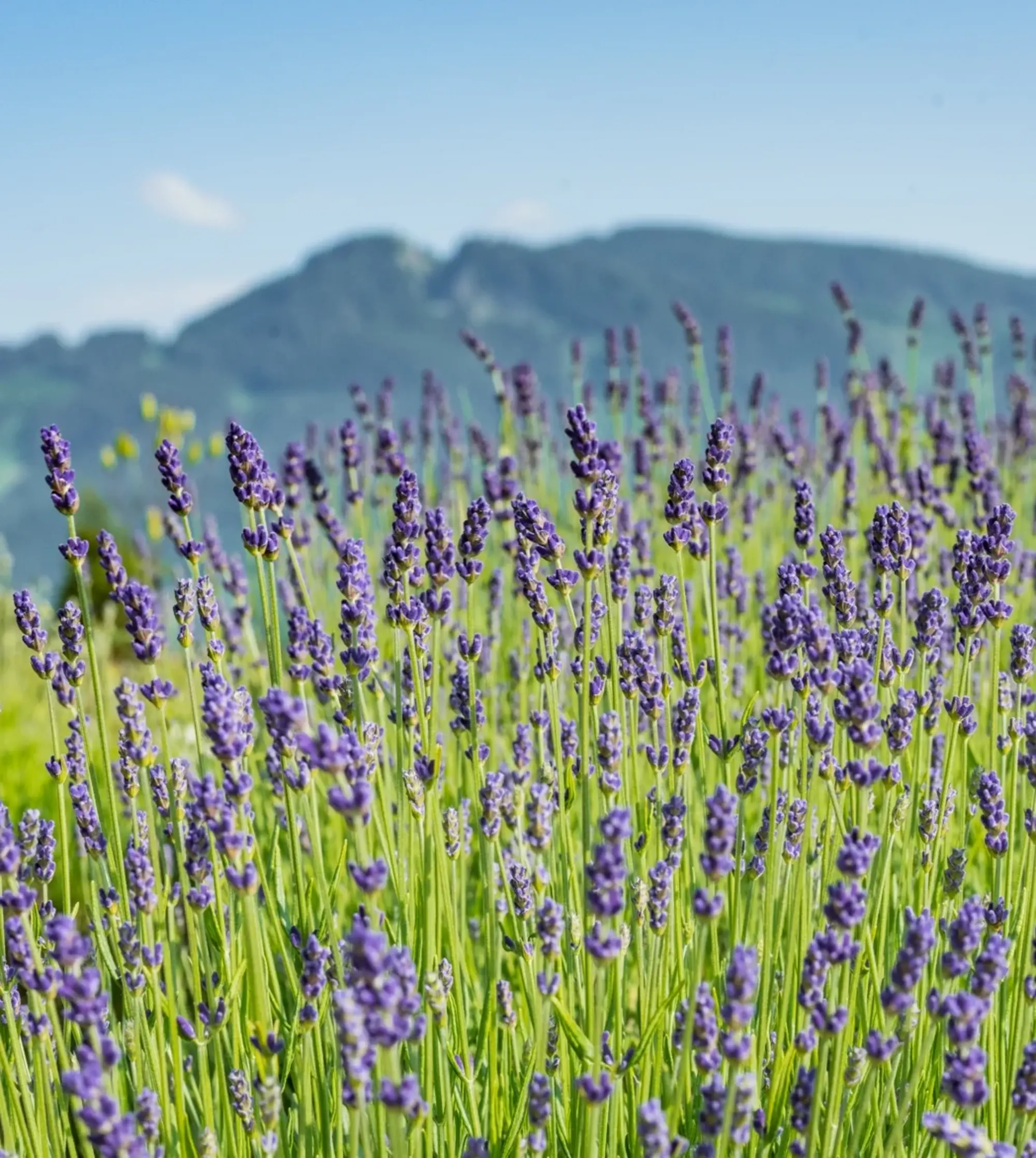 Lavendel-Stauden am Wegesrand